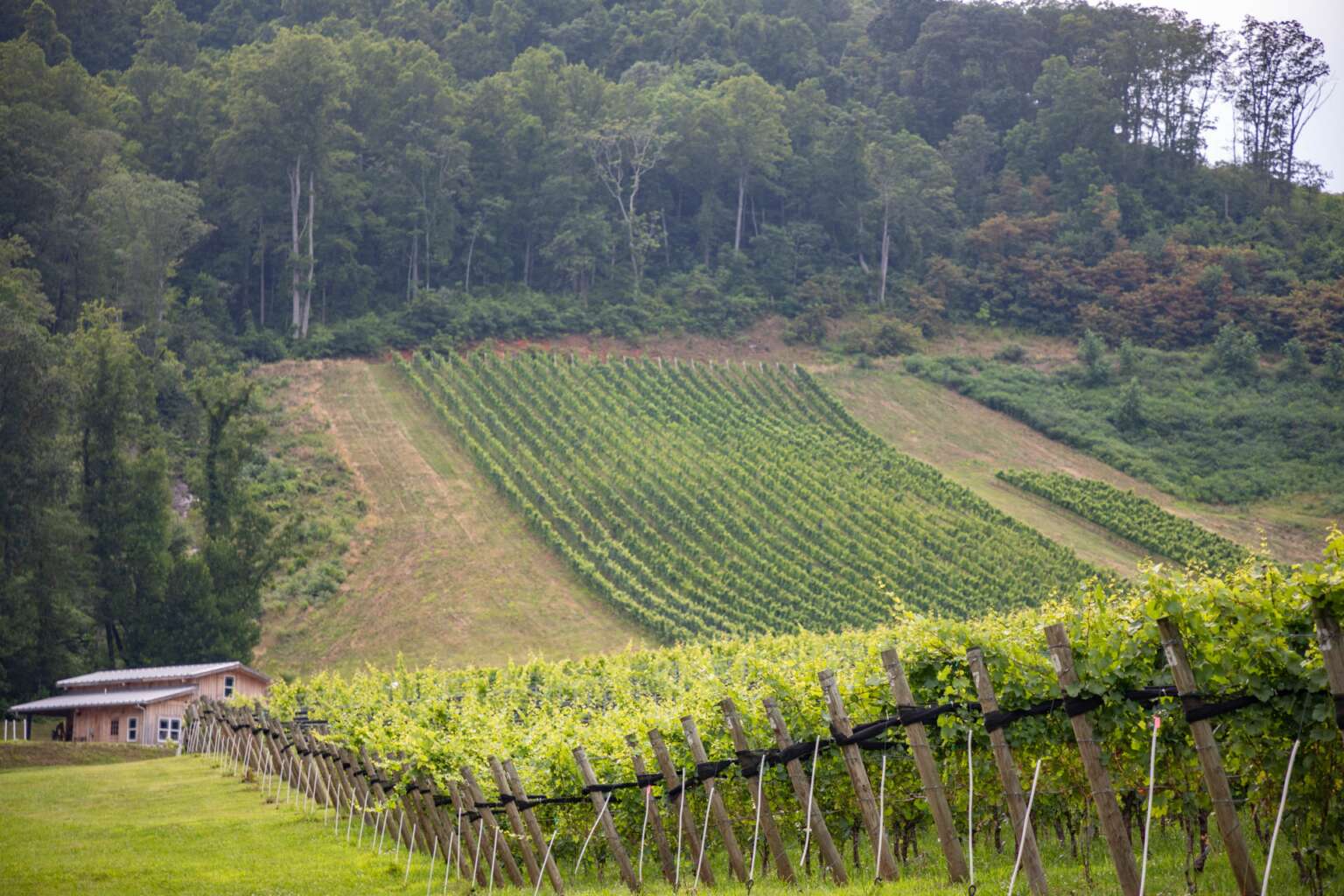Gallery Hendersonville Wine Tours