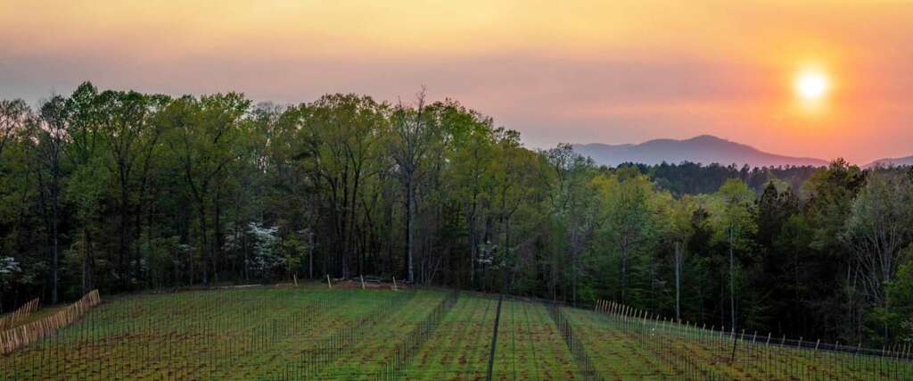 Sunset at the vineyard...